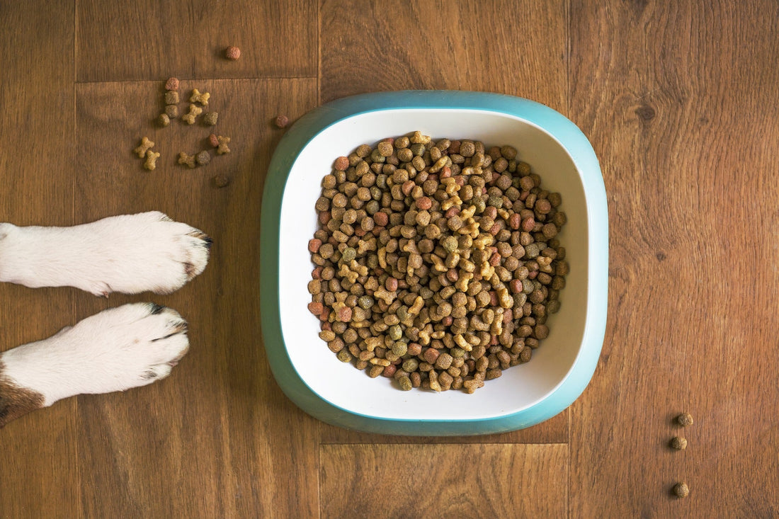 5 Common Dog Food Label Ingredients to Avoid