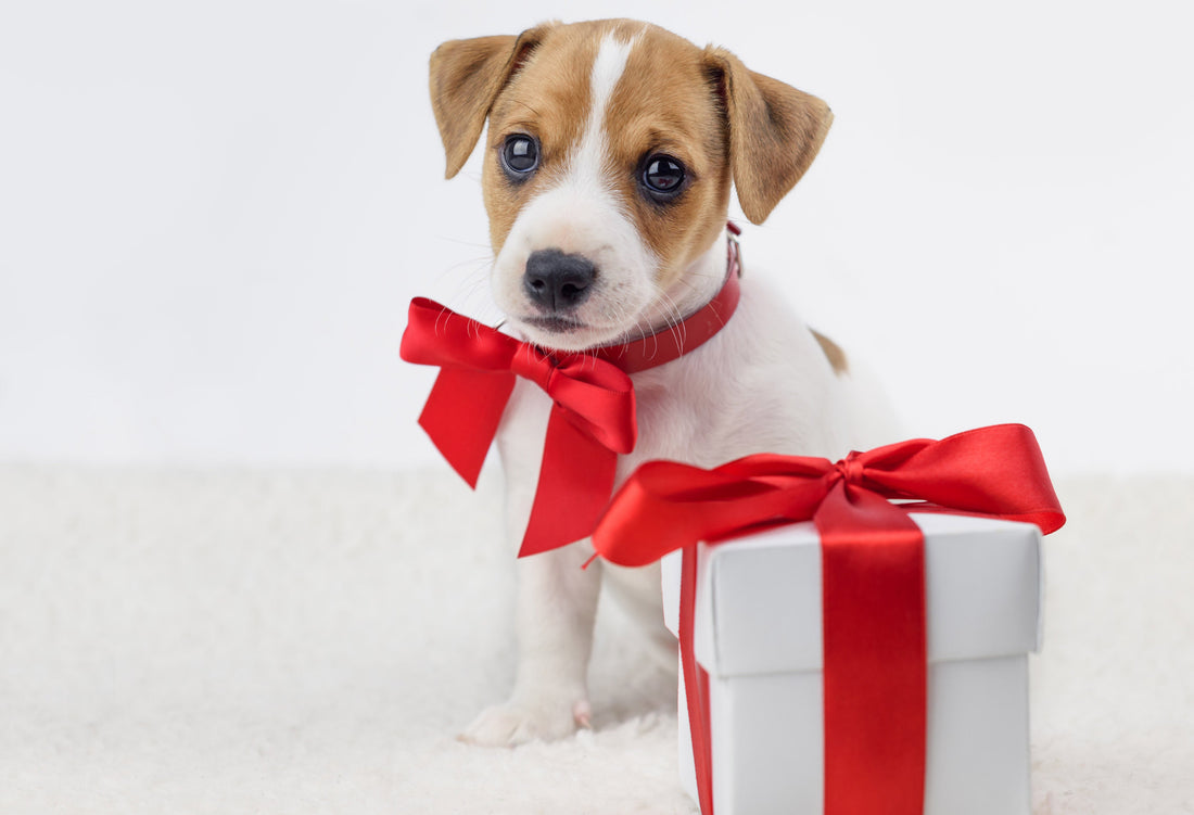 4 Things to Remember When Training Your New Christmas Puppy