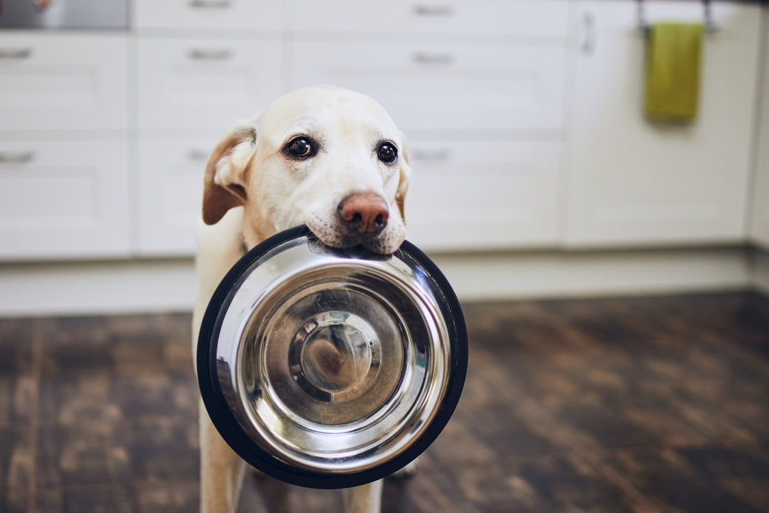 DIY Homemade Dog Food in a Pinch!