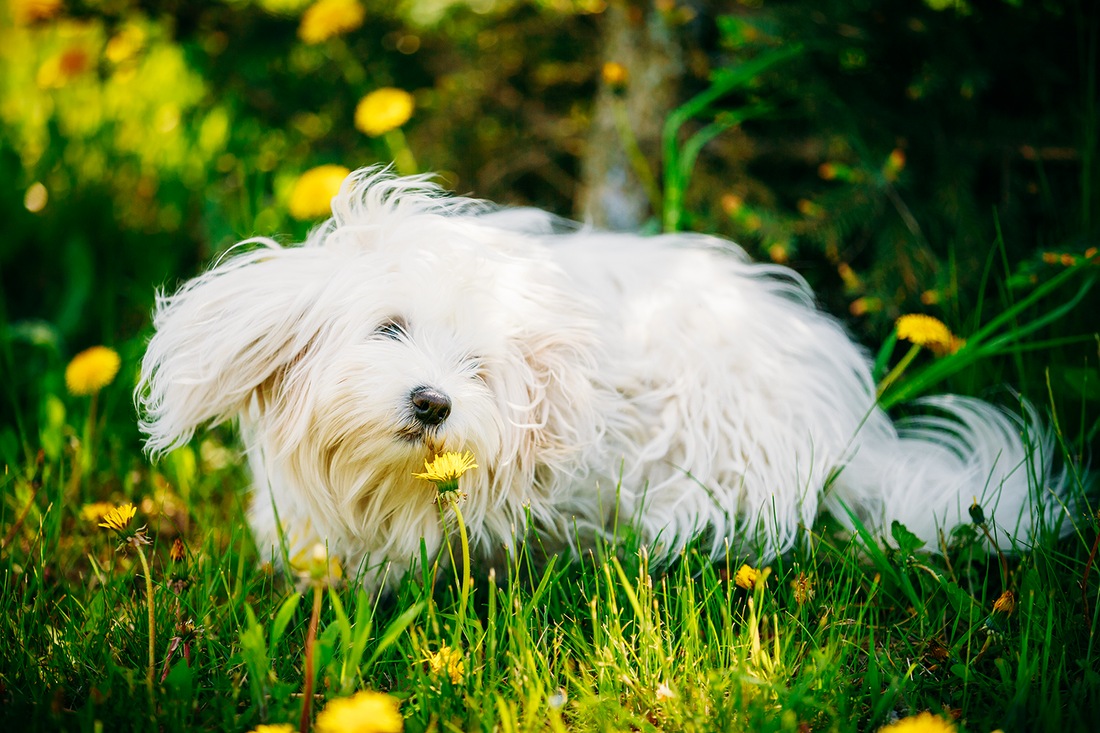 Seasonal Allergy Symptoms in Dogs