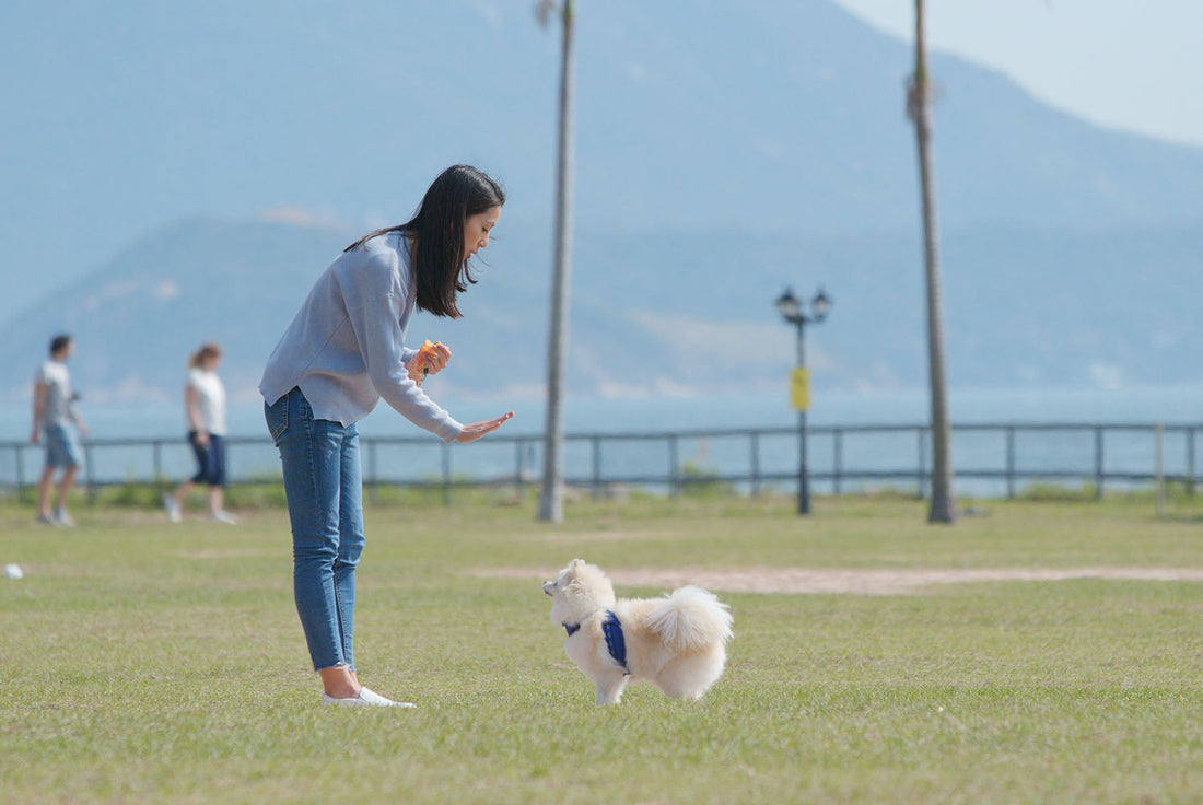 Beginner's Guide to Dog Training