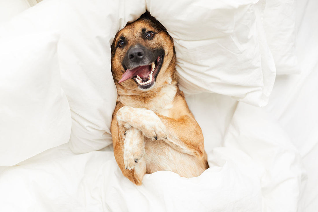 Why Dogs are Simply the Best!