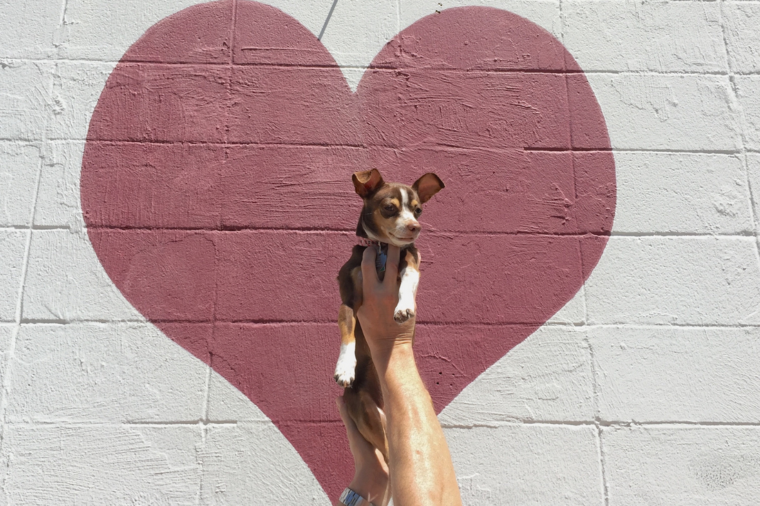 6 Foods That are Great for Your Dog's Heart Health