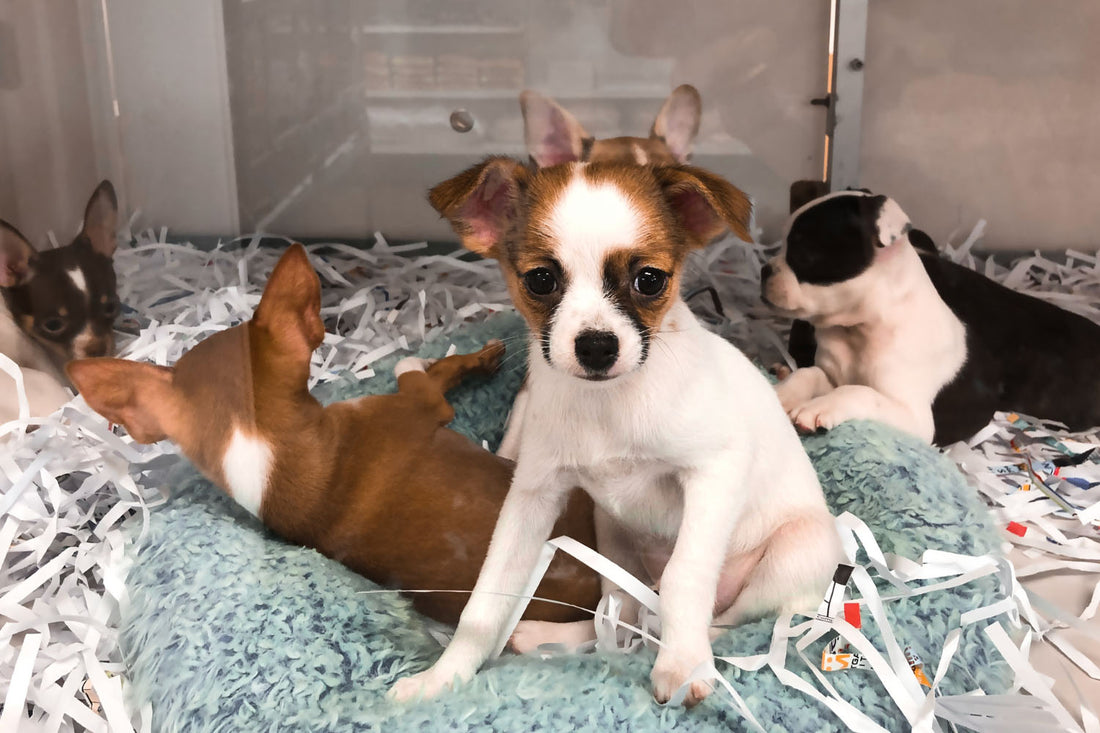 Tips for Caring for Your Foster Dog (Part 1 - Puppy Stage)