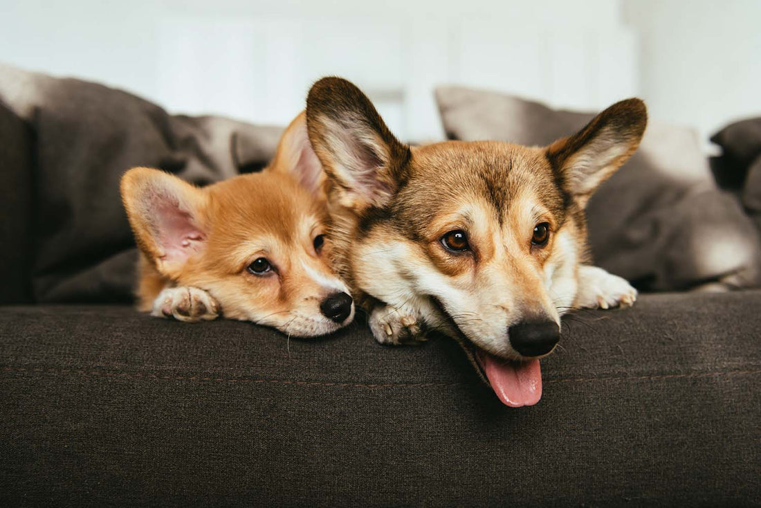 Tips for Caring for Your Foster Dog (Part 2 – Adolescent Stage)