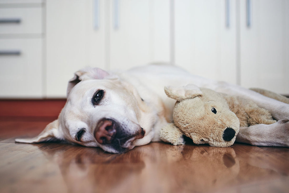 Tips for Caring for Your Foster Dog (Part 3 – Adult and Senior Stages)