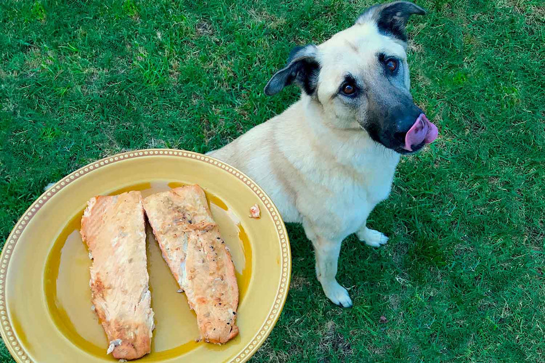 Top 3 Health Benefits of Fish for Your Dog