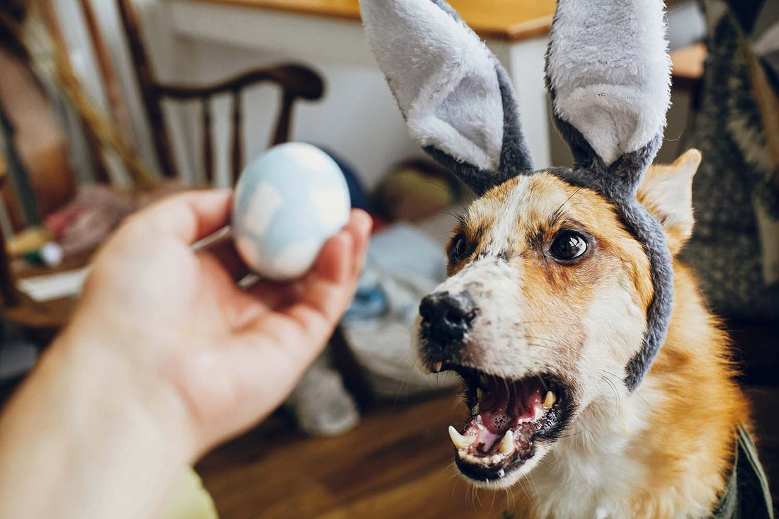 Top 3 Health Benefits of Eggs for Your Dog