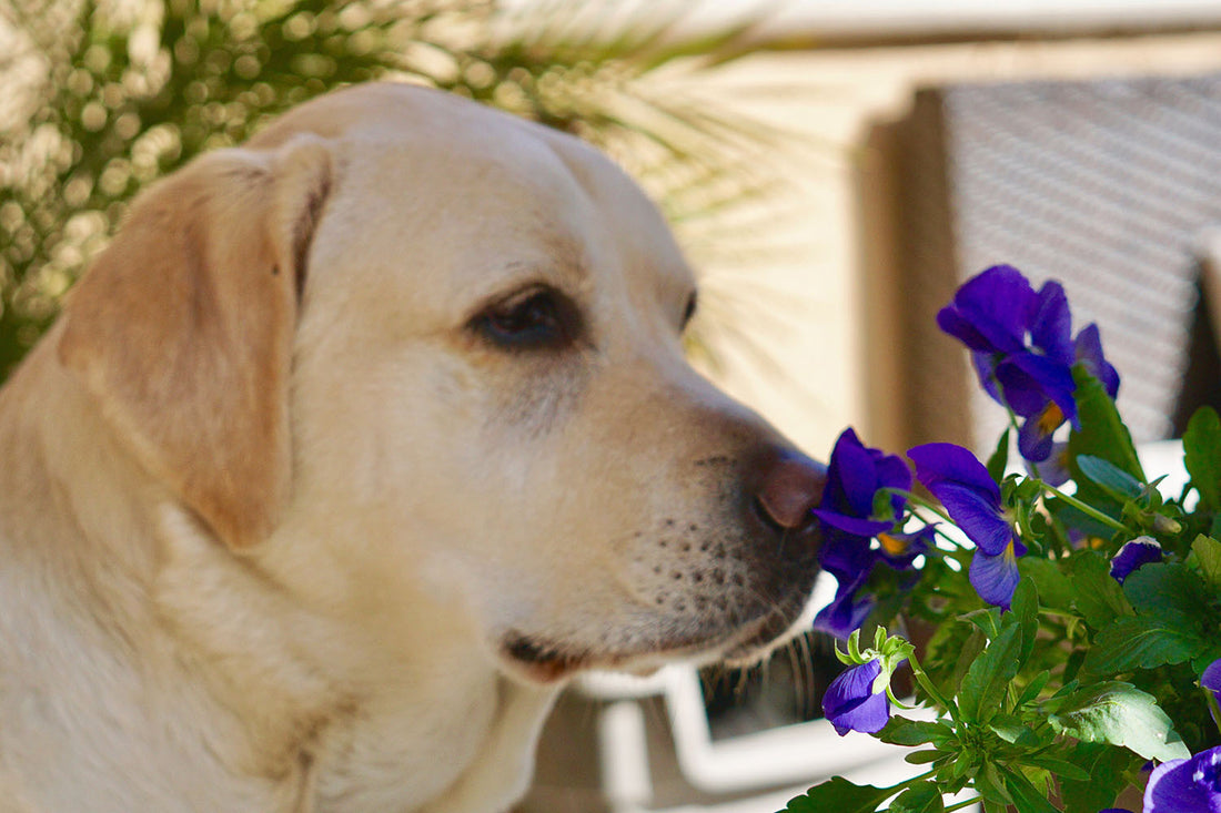 Can Dogs Eat Flowers?