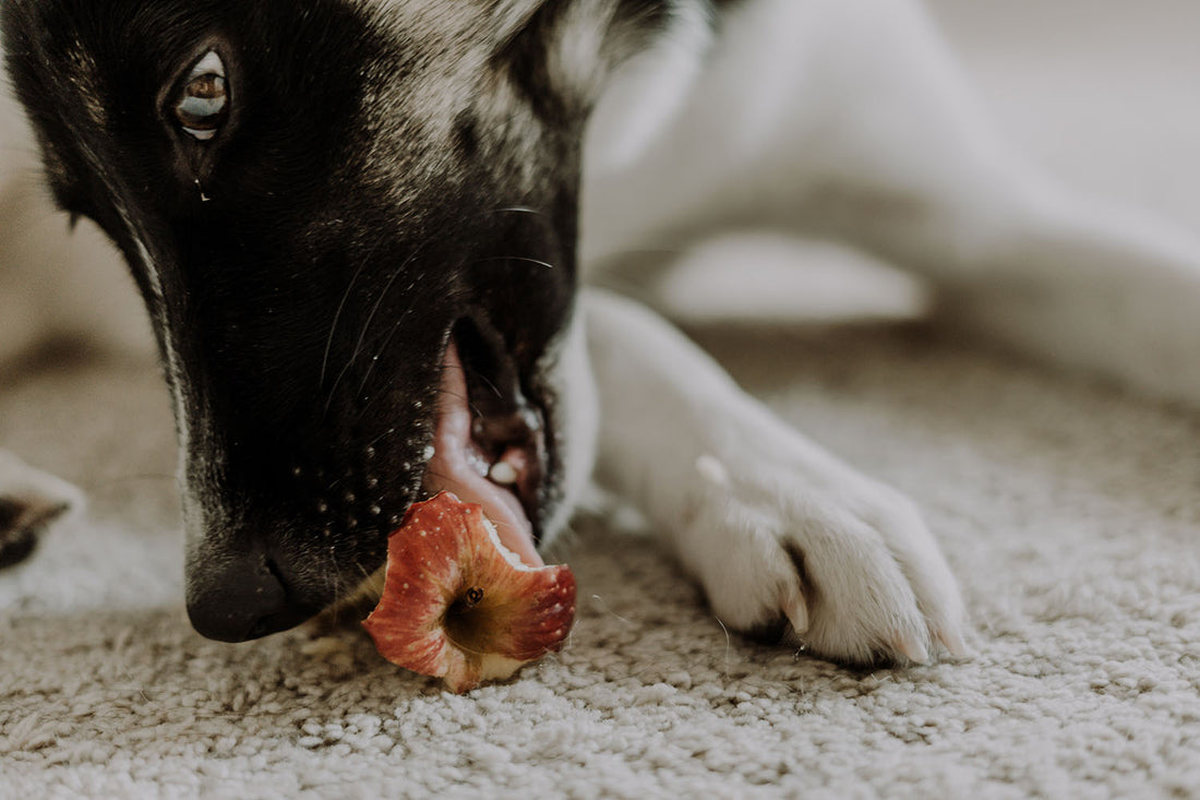 Dog Treats for Lent