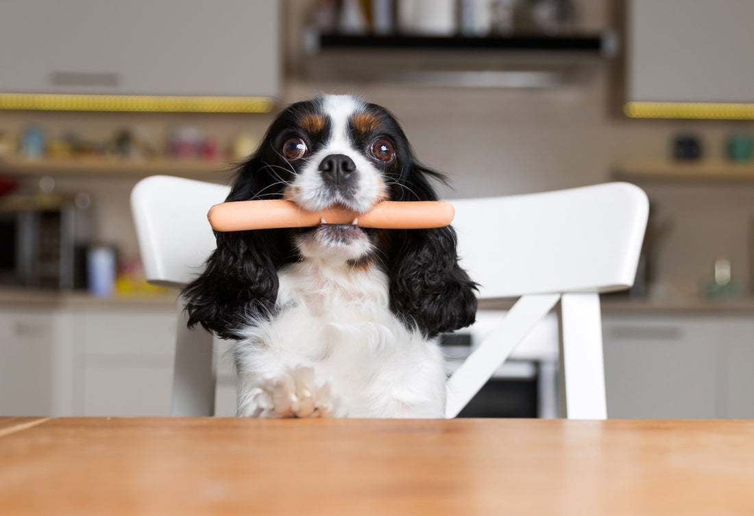 Why and How to Diversify Your Meat-Loving Pup's Diet