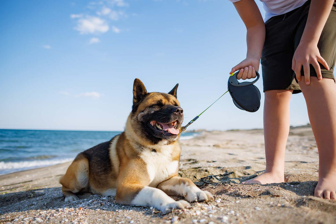4 Perfect Dog Treats to Bring Along on Summer Vacation with Your Pup