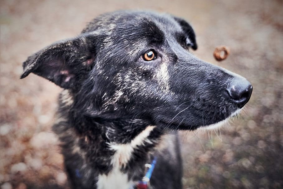 What do "human-grade" ingredients really mean and why are they important in your dog's food?